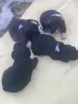 Female Purebred Lhasa Apso Puppy (0-1 Month) - 4