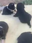 Female Purebred Lhasa Apso Puppy (0-1 Month) - 5