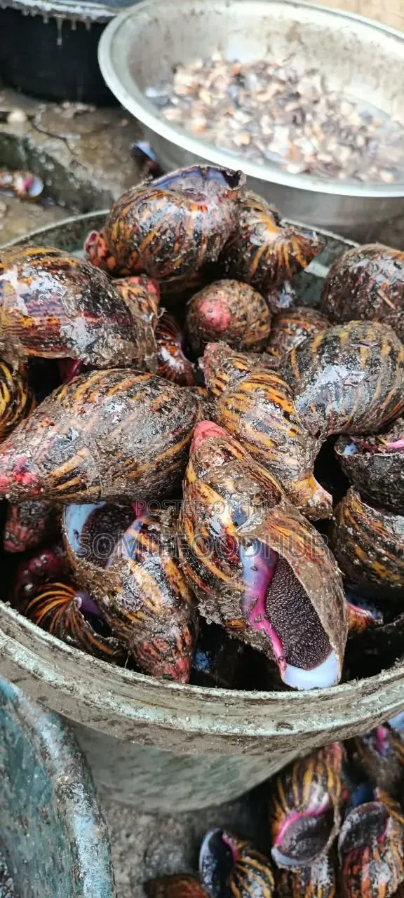 Mixed Bush Snails (Jumbo, Big, Medium) - 500+ Pieces - 1