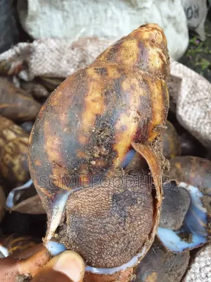 Mixed Bush Snails (Jumbo, Big, Medium) - 500+ Pieces