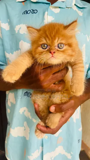 Purebred Persian Kitten, 1-3 Months Old