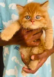 Purebred Persian Kitten, 1-3 Months Old - 2