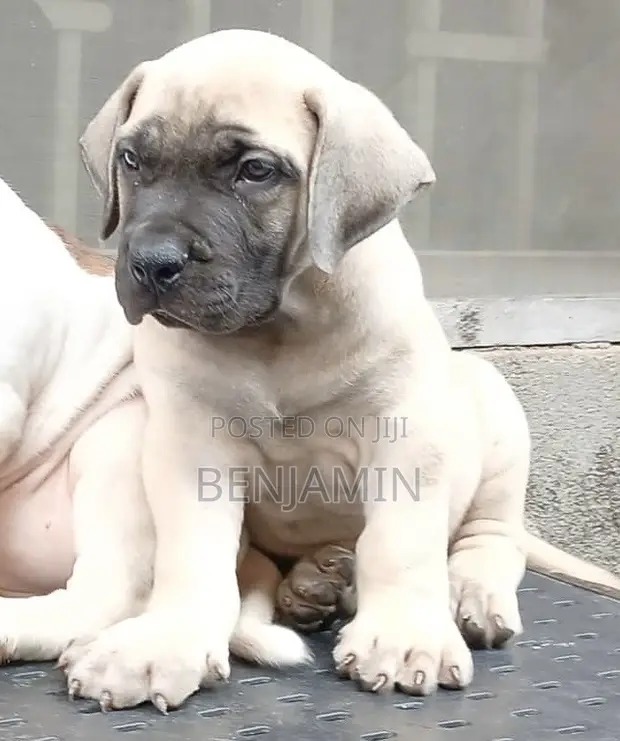 Purebred Boerboel Puppy (1-3 Months) - 1