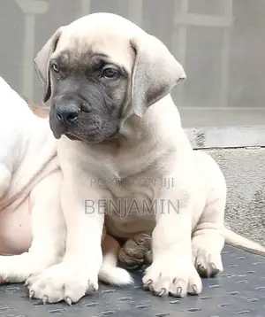 Purebred Boerboel Puppy (1-3 Months)