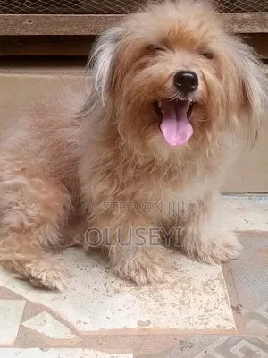 Purebred Lhasa Apso Male, 1+ Year Old
