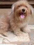 Purebred Lhasa Apso Male, 1+ Year Old - 1