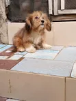 Purebred Lhasa Apso Male, 1+ Year Old - 2