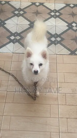 Purebred American Eskimo Male, 1+ Year Old