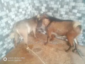 Male and Female Twin Goats