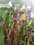 Furnished 4-Bedroom Bungalow in Osisioma Ngwa for Sale - 2