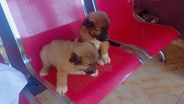 Purebred Caucasian Shepherd Puppy (1-3 Months) - 1