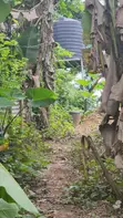 Pigs Farm for Sale in Ile Ife - 1