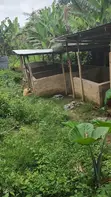 Pigs Farm for Sale in Ile Ife - 2