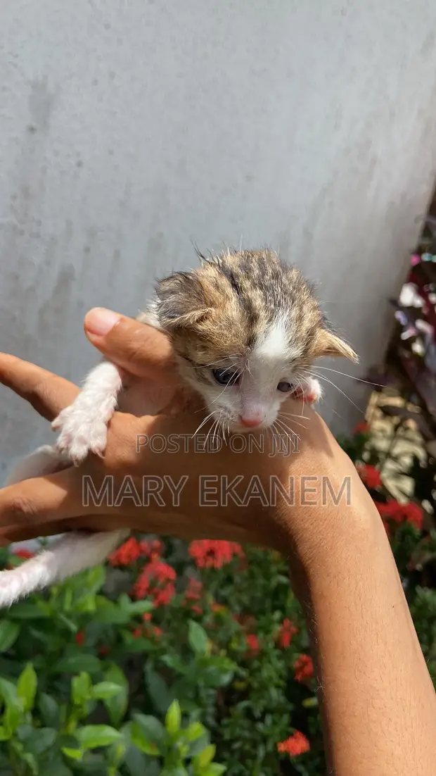Female American Shorthair Kitten (0-1 Month) - 1