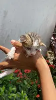 Female American Shorthair Kitten (0-1 Month) - 1