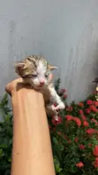 Female American Shorthair Kitten (0-1 Month) - 2