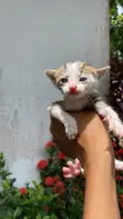 Female American Shorthair Kitten (0-1 Month) - 3