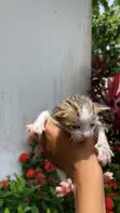 Female American Shorthair Kitten (0-1 Month) - 4