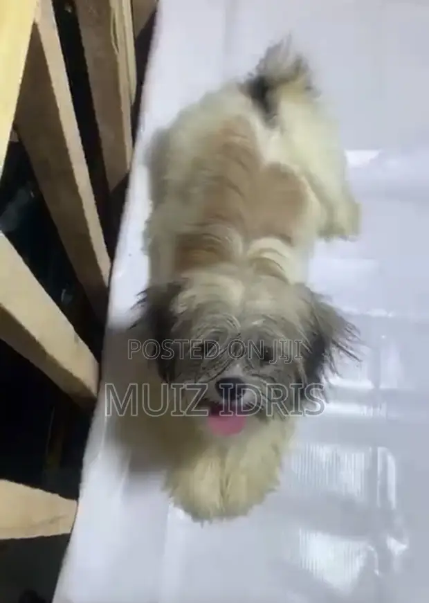 3-6 Month Male Purebred Lhasa Apso Puppy - 1