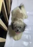 3-6 Month Male Purebred Lhasa Apso Puppy - 1