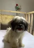 3-6 Month Male Purebred Lhasa Apso Puppy - 2