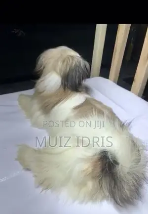 3-6 Month Male Purebred Lhasa Apso Puppy