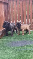 Zuriar Cane Corso Masu Tsarki (Wata 1-3) - 1