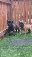 Zuriar Cane Corso Masu Tsarki (Wata 1-3) - 2