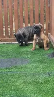 Zuriar Cane Corso Masu Tsarki (Wata 1-3) - 3