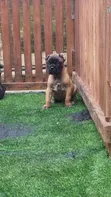 Zuriar Cane Corso Masu Tsarki (Wata 1-3) - 4