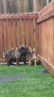 Zuriar Cane Corso Masu Tsarki (Wata 1-3) - 5