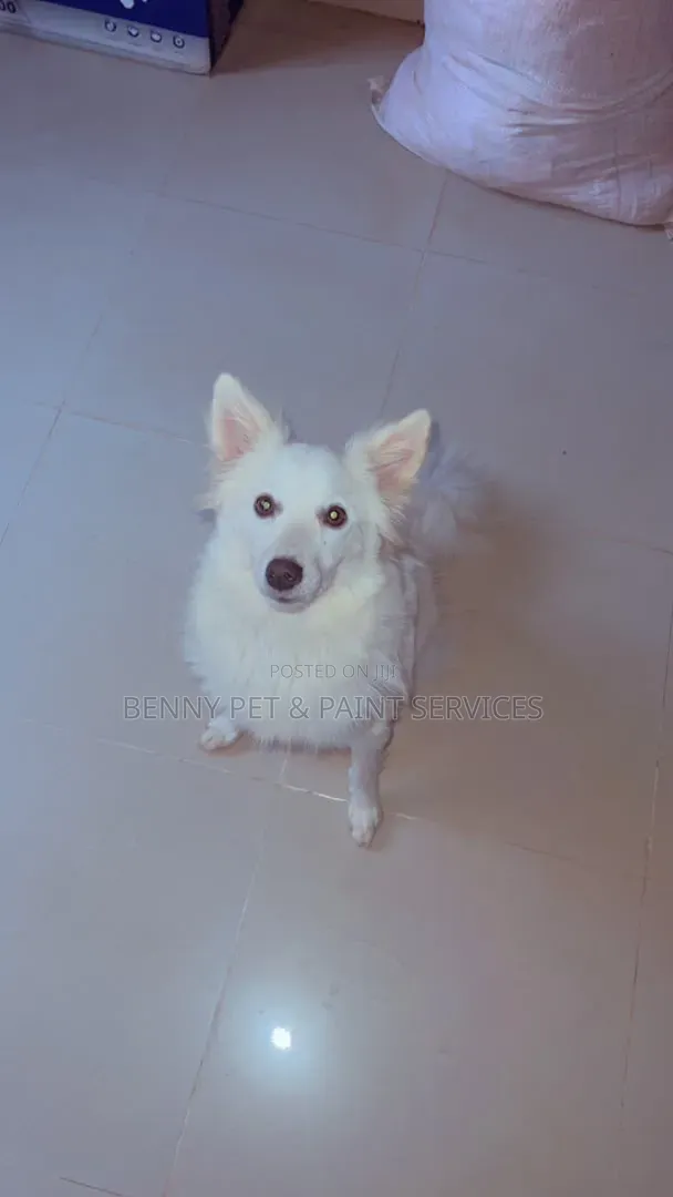 Female American Eskimo Puppy (6-12 Months) - 1