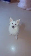 Female American Eskimo Puppy (6-12 Months) - 1