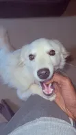 Female American Eskimo Puppy (6-12 Months) - 2