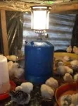 Gas Lamp Brooder for 100-300 Birds - 2