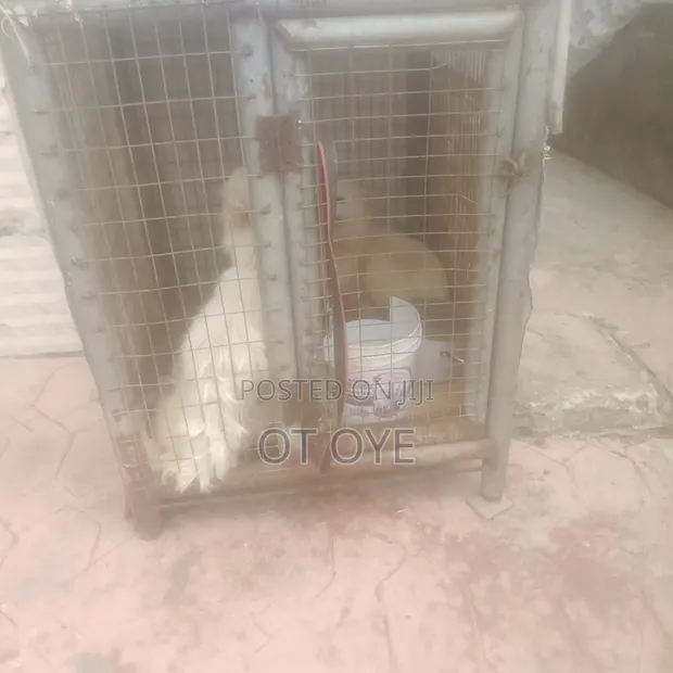 Used Galvanized Dog Cage for Small Breeds - 1