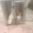 Used Galvanized Dog Cage for Small Breeds - 1