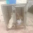 Used Galvanized Dog Cage for Small Breeds - 2