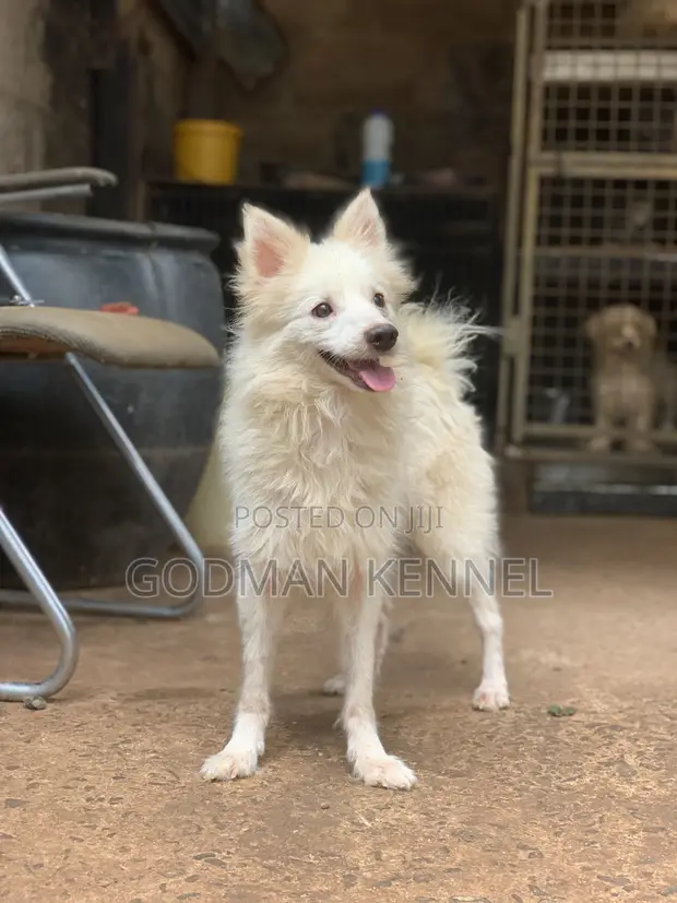 Adult Female Purebred American Eskimo - 1