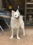 Adult Female Purebred American Eskimo - 1