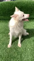 Adult Female Purebred American Eskimo - 2
