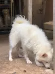 Adult Female Purebred American Eskimo - 3