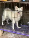 Adult Female Purebred American Eskimo - 4