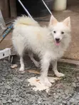 Adult Female Purebred American Eskimo - 5