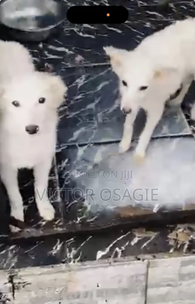 Purebred American Eskimo Puppy - 3-6 Months Old - 1