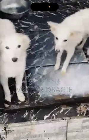 Zuriya Mai Tsarki American Eskimo Yarinya - 3-6 Watan Haifuwa