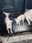 Zuriya Mai Tsarki American Eskimo Yarinya - 3-6 Watan Haifuwa - 2