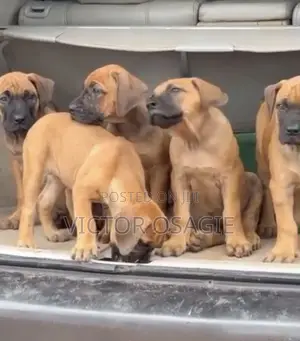 Yar Boerboel Mace (Wata 1-3)