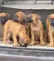 Yar Boerboel Mace (Wata 1-3) - 1