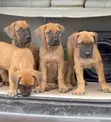 Yar Boerboel Mace (Wata 1-3) - 2